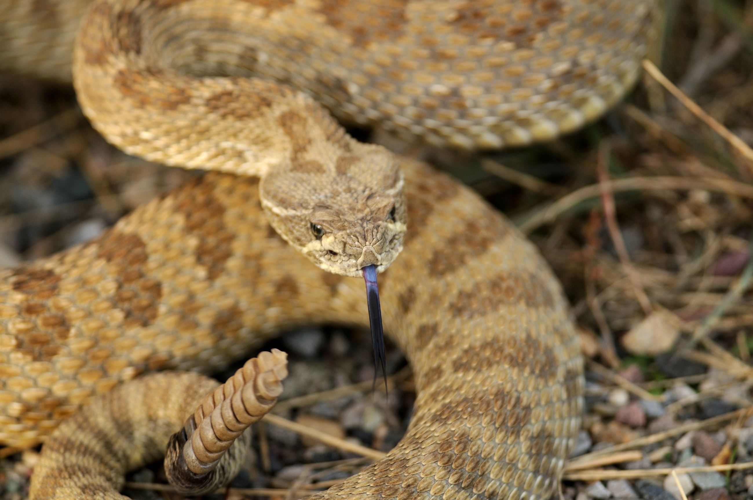 Rattlesnake