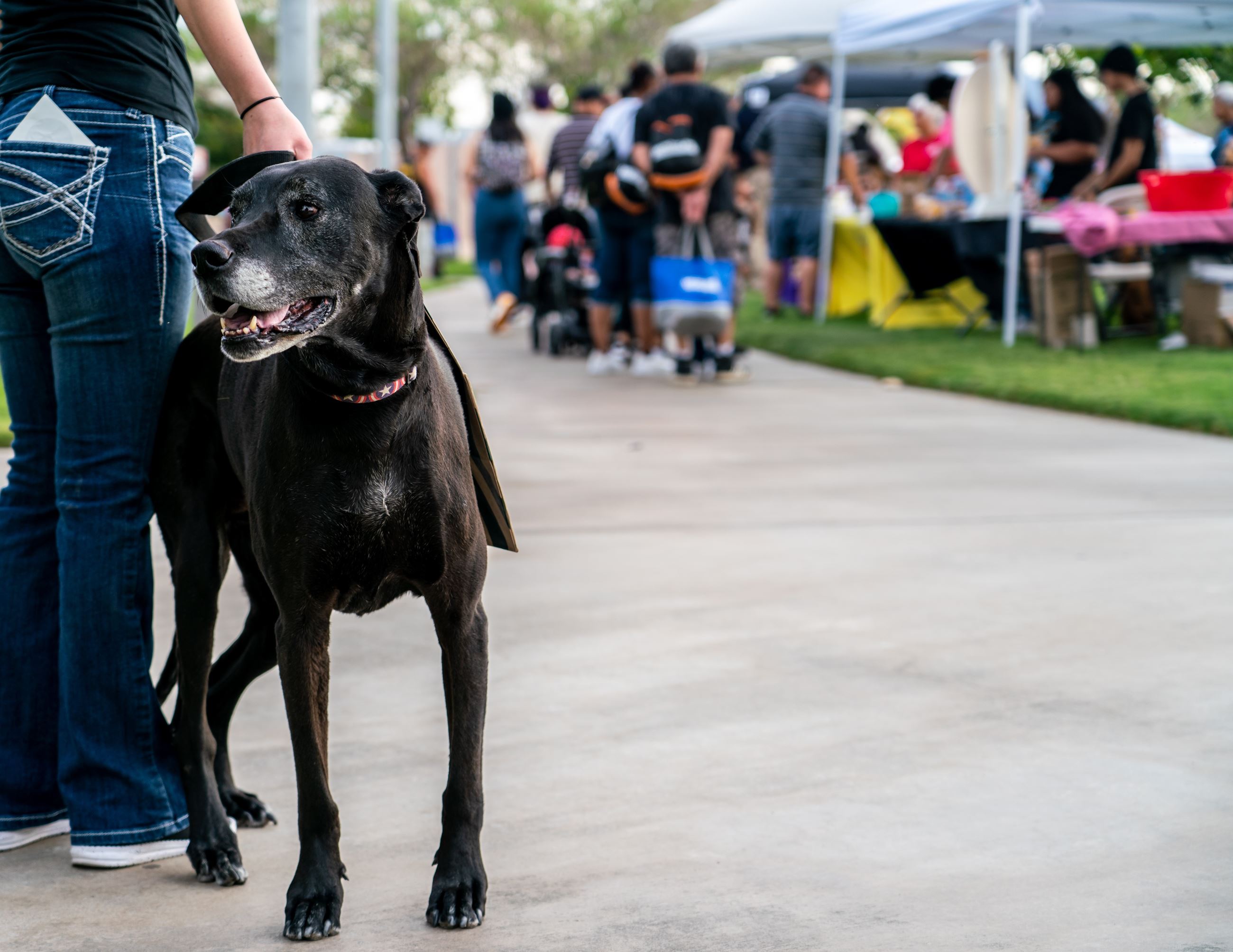 Photo of Dog at Community Event