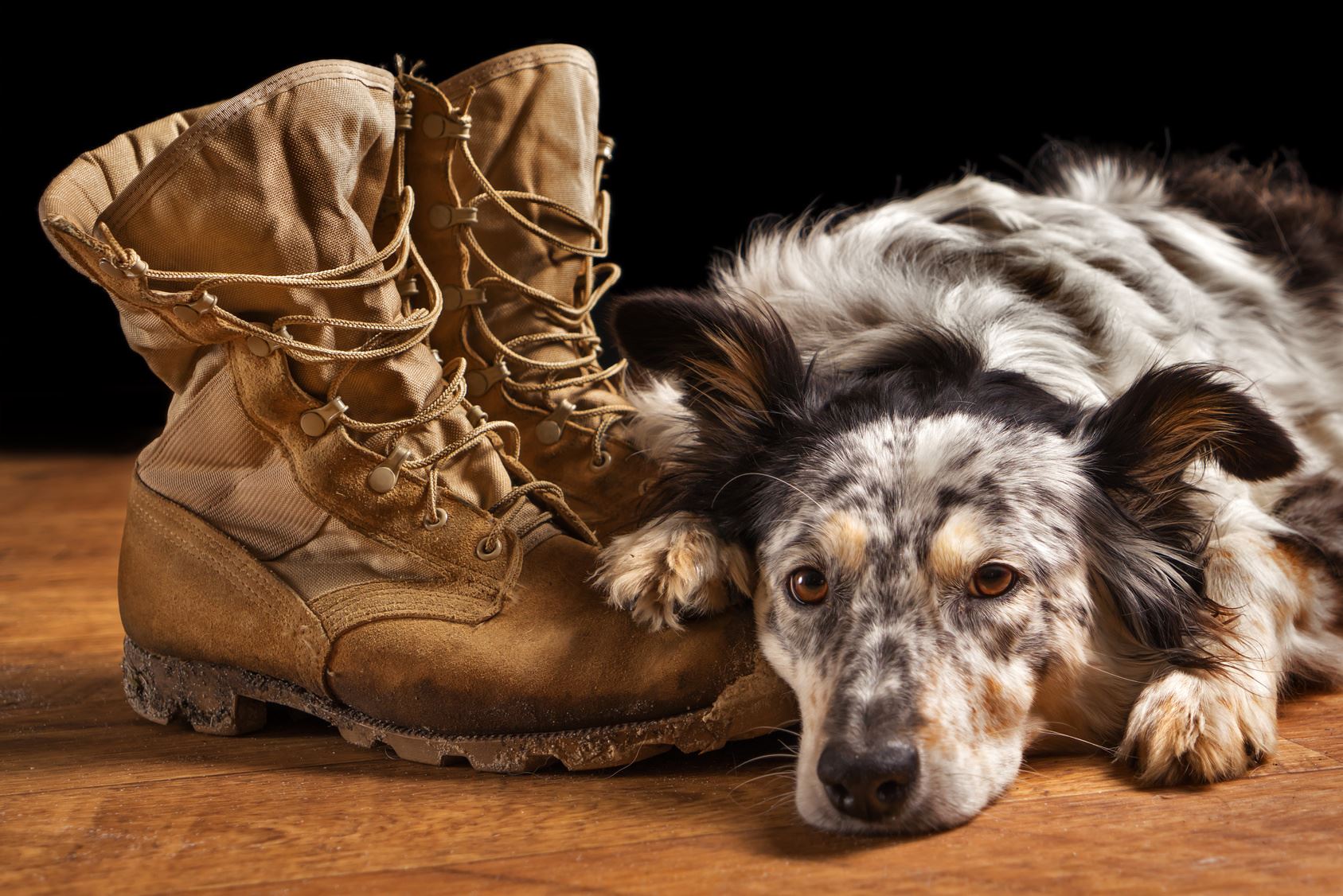 Military Boots and Dog