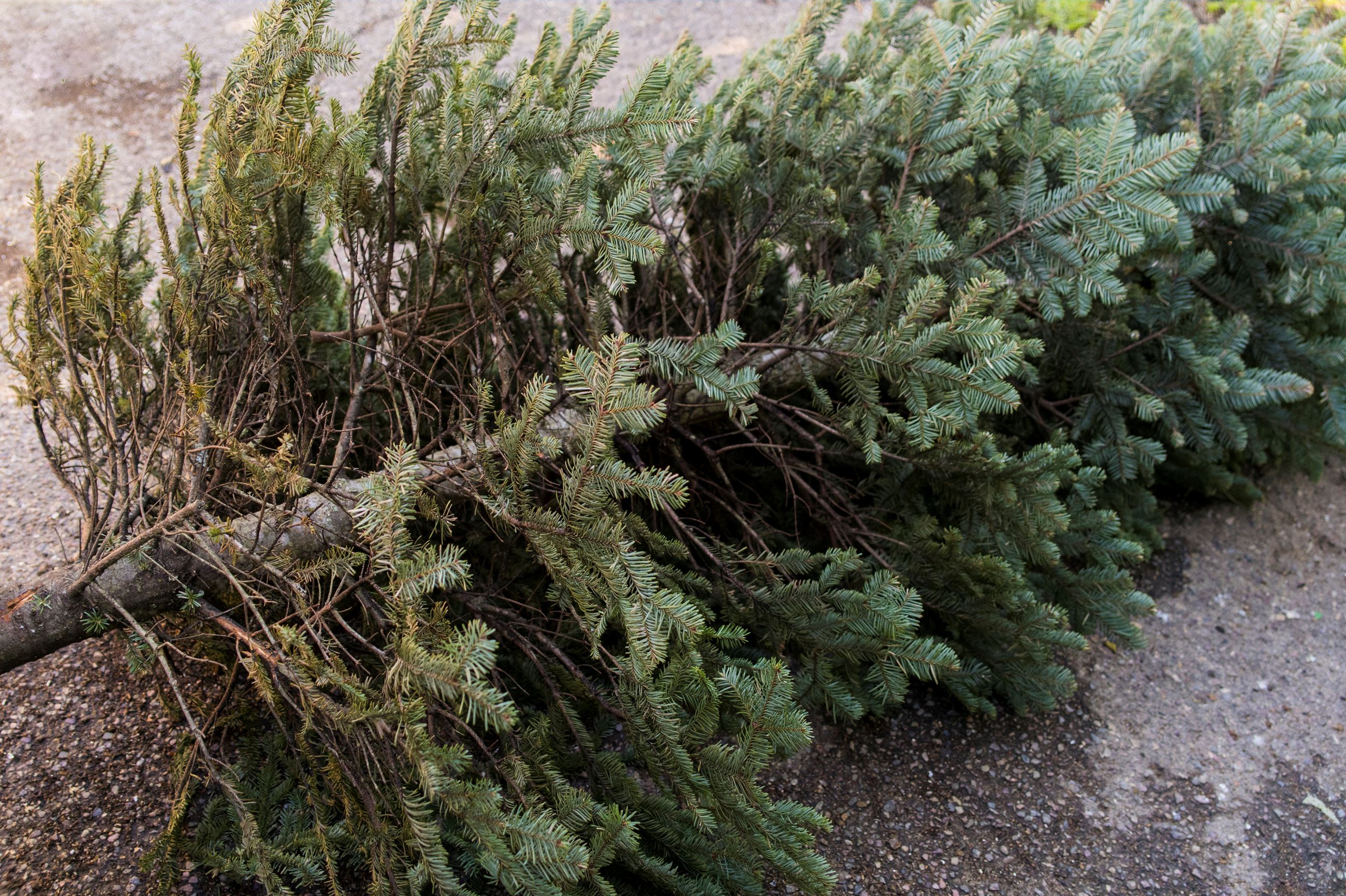 Christmas Tree Recycling