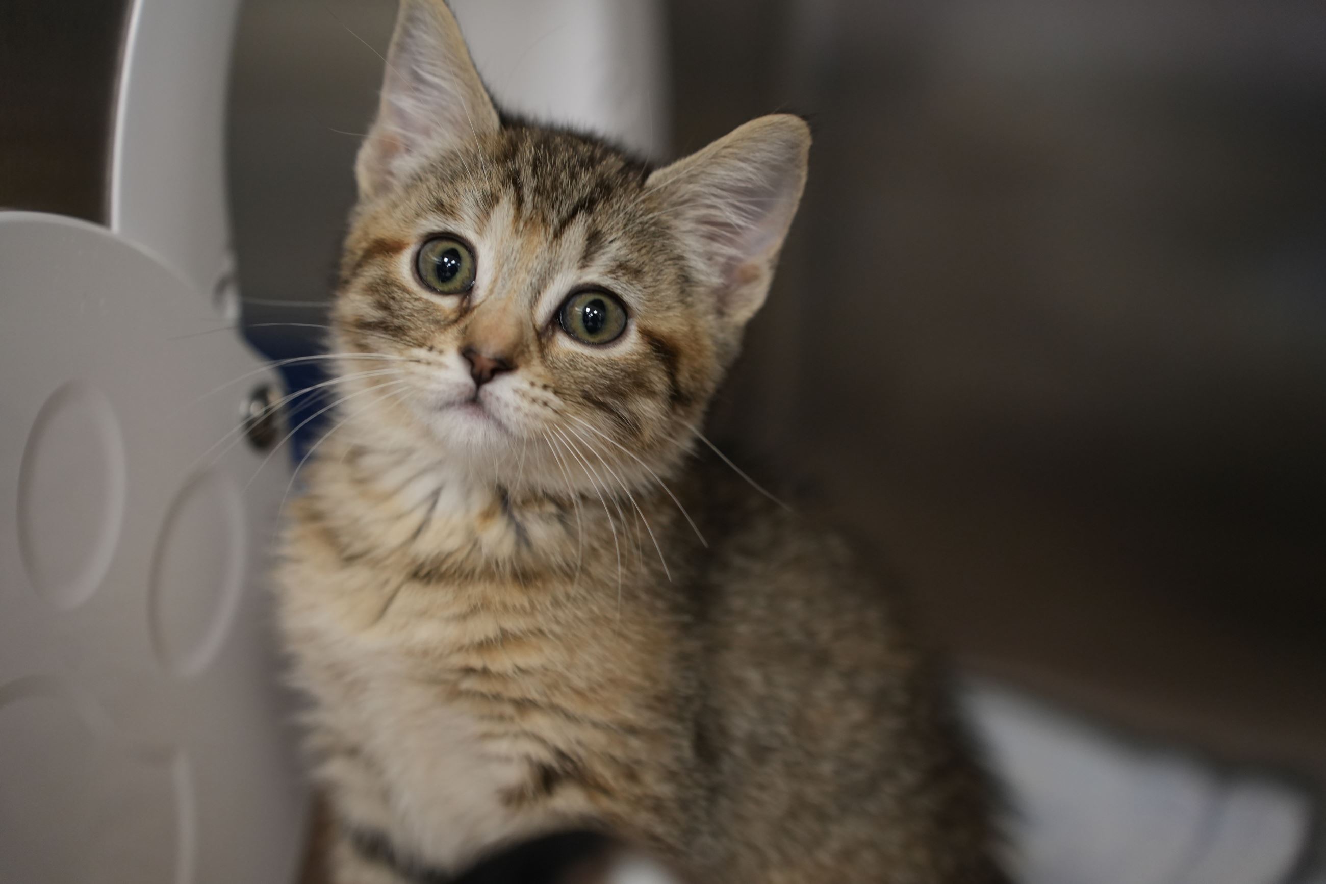 Picture of Grey Kitten