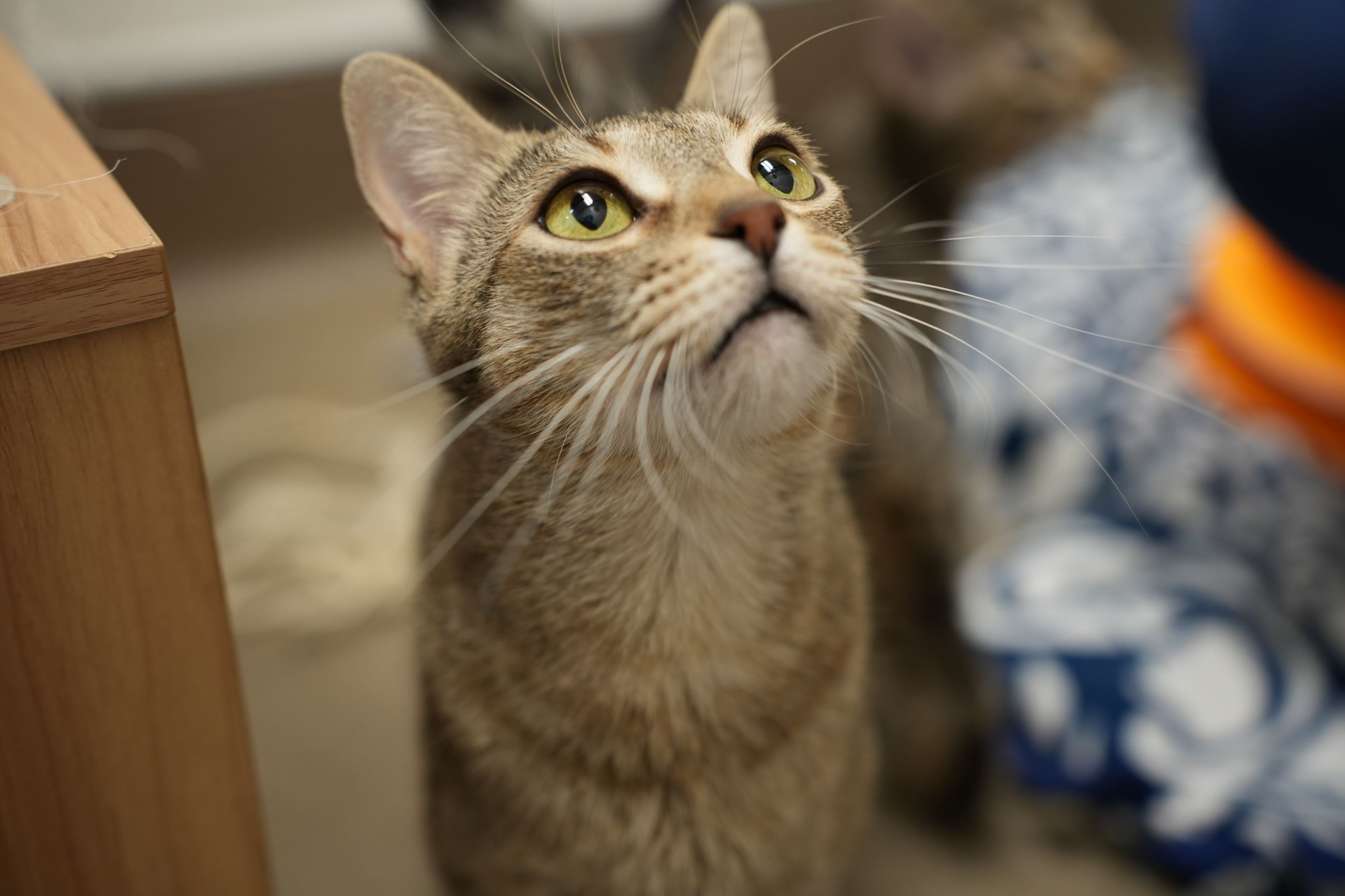 Picture of Grey and Cream Cat