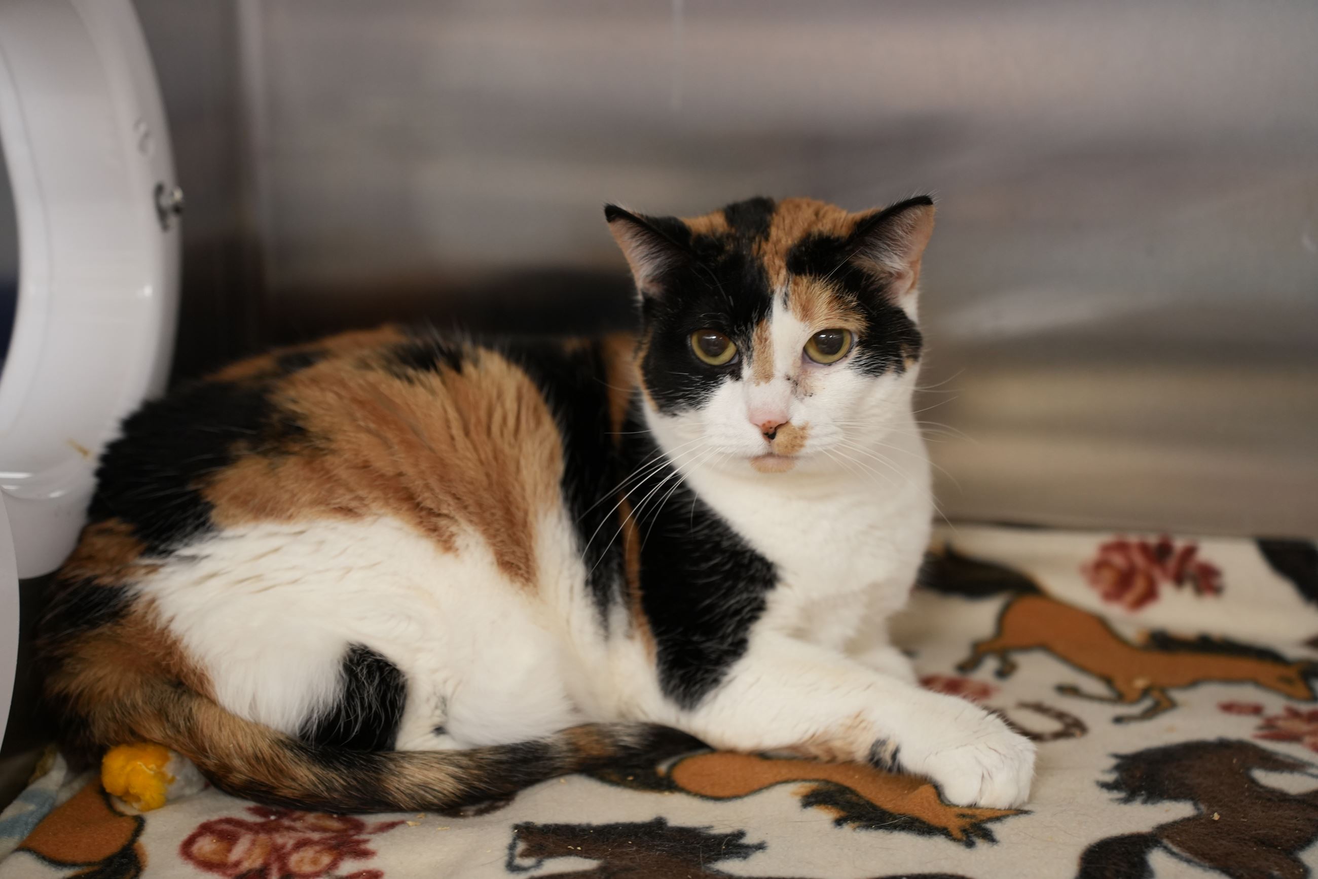 Picture of Orange and Black Cat 